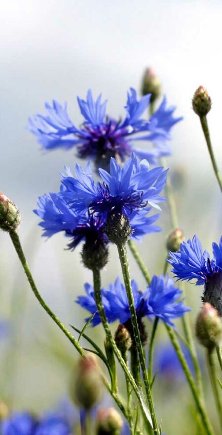 flowers flowers