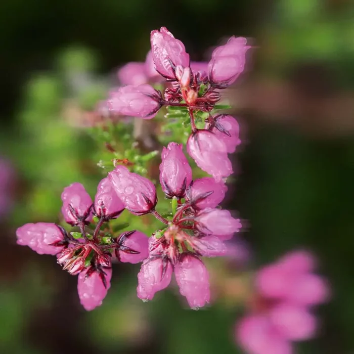 Spray për trupin dhe flokët me Meadow 100 ml - Figura 3